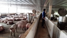 Quảng Nam chấp thuận hai dự án nuôi heo hơn 600 tỷ đồng