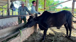 Quảng Nam chủ động kiểm tra, giám sát dịch bệnh vật nuôi