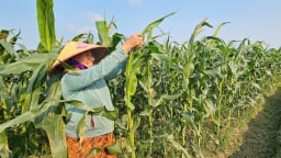 Làm 3 vụ mỗi năm, nâng thu nhập lên 200 triệu đồng/ha