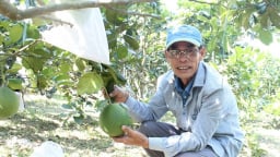 Vùng chuyên canh bưởi da xanh dưới chân núi Bà Nà