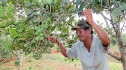 Đánh thức khát vọng thoát nghèo: [Bài 2] Cây mắc ca và hành trình thử thách trên đất nghèo