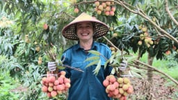 Vải sớm Tân Yên được mùa, được giá