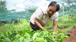 Cà phê trồng mới ồ ạt, lo chất lượng giống