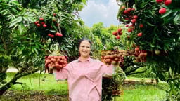 Sôi động, hấp dẫn du lịch nông nghiệp 'Chũ mùa vải chín'