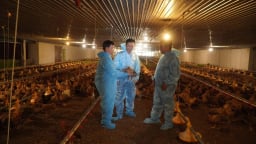 Ứng dụng công nghệ tự động, trại gà đứng vững trước dịch bệnh