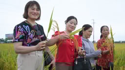 Nông dân khen giống lúa của Vinaseed 'chưa bao giờ thấy lúa đẹp thế này'