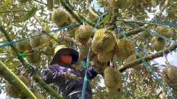 Cây ăn quả, trụ cột mới của nông nghiệp Đắk Nông