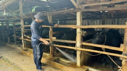 Người chăn nuôi xoay xở chống nắng nóng cho vật nuôi