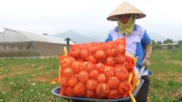 Hành trình ‘nuôi đất', giữ cỏ ở trang trại thấm nhuần triết lý thuận tự nhiên