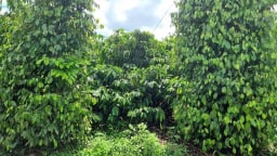 Mê mẩn với vườn cây đa canh hơn 10 ha quanh năm rợp mát