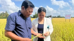 Bồi bổ đất, thay đổi thói quen đốt rơm rạ bằng chế phẩm EMUNIV