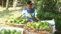 Loại quả dại một thời bán rẻ như cho, nay thành đặc sản