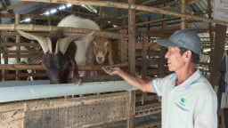 Triển vọng giống dê lai lớn nhanh, tỷ lệ thịt xẻ trên 50%