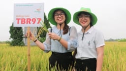 3 giống lúa của ThaiBinh Seed tỏa sáng trên đồng ruộng Vụ Bản