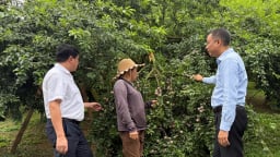 [Bài 2] Mận Phiêng Khoài giữ giá, giữ thương hiệu