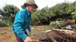 Nhãn quả to, cùi dày, ngọt lịm nhờ triết lý 'đất khỏe cây mới tốt'
