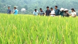 Giống lúa hỗ trợ sau bão Yagi đẹp mỹ mãn trong vụ xuân 2025