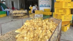 Đề nghị Công an và Biên phòng tăng cường kiểm soát giống vật nuôi nhập lậu