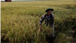 Truyền thông Cuba đề cao mô hình hợp tác lúa gạo đột phá với Việt Nam