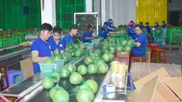 Nông nghiệp Bến Tre bứt phá trong khó khăn, vững bước chuyển mình