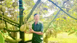 Vườn sầu riêng kiểu mẫu ở huyện biên giới Đức Cơ