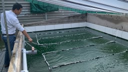 Kỹ sư trẻ thuần dưỡng thành công tảo xoắn Spirulina