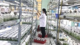 Doanh nghiệp lâm nghiệp mạnh tay đầu tư cho khoa học