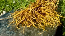 Sâm Nữ Hoàng, tiềm năng mới của ngành dược