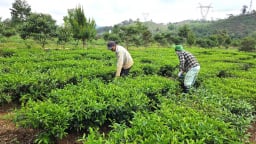 Nhiều nông sản hữu cơ của Quảng Ngãi vươn thị trường quốc tế