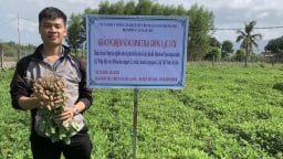 Giống lạc chịu hạn đến từ Cuba