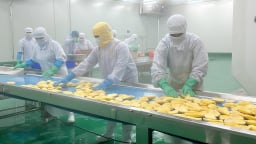 Biến phụ phẩm quả xoài thành phân hữu cơ