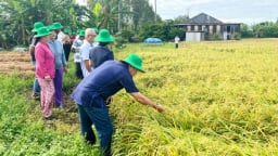 'Ba nhà' cùng xắn tay canh tác lúa giảm phát thải
