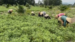 Chuyển lúa sang cây trồng cạn, hiệu quả tăng từ 2 - 3 lần
