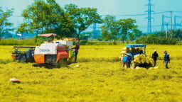 Nông nghiệp Đà Nẵng chuyển mình sang hướng hữu cơ