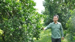 Lạc lối giữa nông trại cam trù phú xứ Thanh