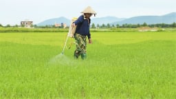 Hà Tĩnh: Sâu bệnh hại phát sinh diện rộng và bất thường