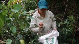 Siết chặt bảo vệ rừng trong mùa khai thác hạt ươi