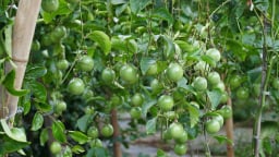 Chăm sóc chanh leo bằng điện thoại, quả sai trĩu