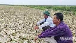 Quảng Trị: Một xã mất trắng hơn 360 hecta lúa hè thu