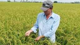 Sử dụng hoàn toàn chế phẩm sinh học sản xuất lúa, giảm 15% chi phí