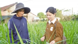 Sắp xếp hệ thống ngành dọc nông nghiệp: Quảng Trị tạm thời giữ nguyên trạng