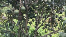 Xã vùng biên thay da đổi thịt nhờ cây mắc ca