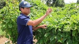 Một xã trồng 40 hecta hoa thiên lý, tạo việc làm cho hơn 200 lao động