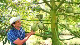 Nông nghiệp Cần Thơ chuyển mình sang hướng sinh thái
