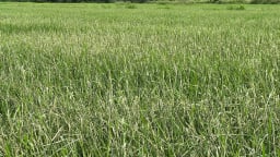 Nông dân lơ là phòng trừ, sâu cuốn lá phá trắng lúa hè thu