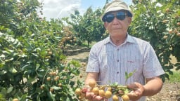 Thanh nhãn Thới Hưng vào vụ, giá 70.000 - 90.000 đồng/kg