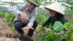 Cuộc đấu tranh sinh học ở trang trại rau hữu cơ lớn nhất Hà Nội