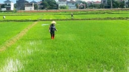 Khẩn cấp phòng trừ sâu bệnh hại lúa hè thu