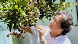 Thu nửa tỷ đồng mỗi năm từ thanh nhãn hữu cơ