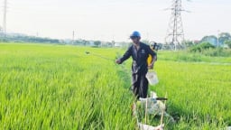 Đà Nẵng: Sâu bệnh đe dọa lúa hè thu